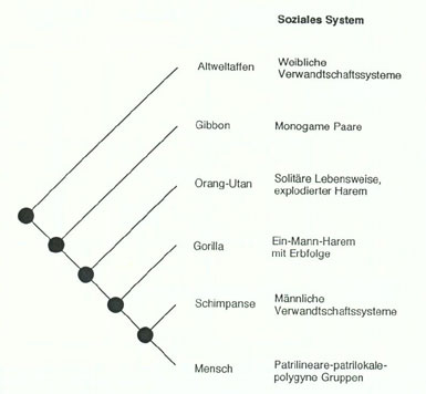 Abbildung 14: Das Stammbaum-Modell nach Foley. Die von oben nach unten angegebenen Formen des Sozialsystems werden als evolutionäre Folge betrachtet (nach Foley 1997, 185).